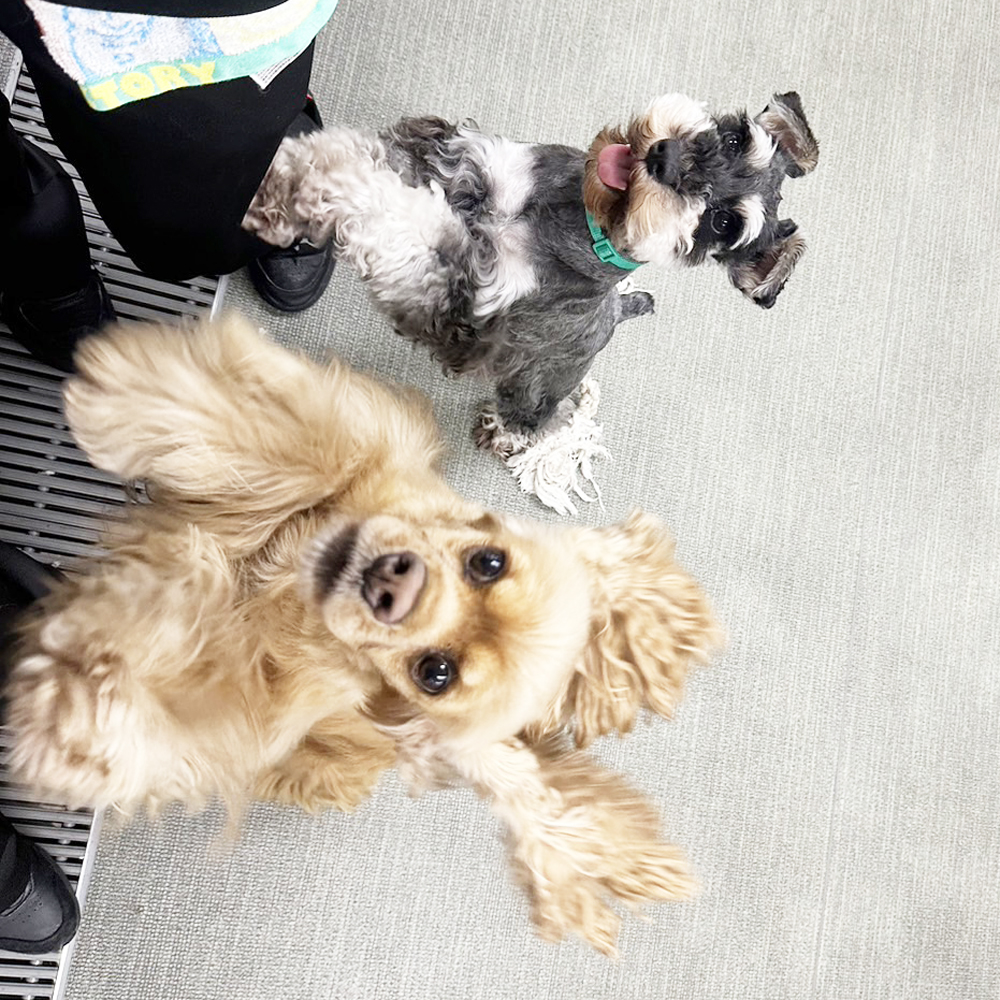 生徒が撮影したモデル犬の写真を送ってくれました☆